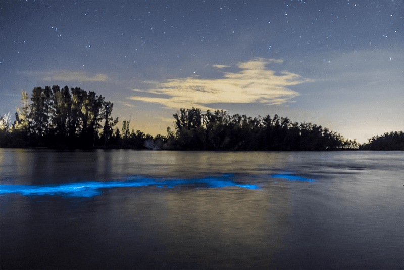 Merritt Island National Wildlife Refuge - Bioluminescent Wonder