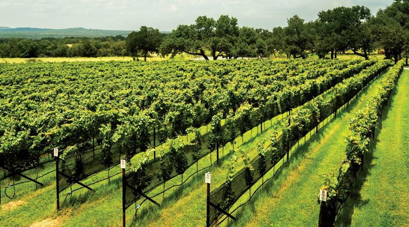 Fredericksburg Wineries on Holiday Weekends