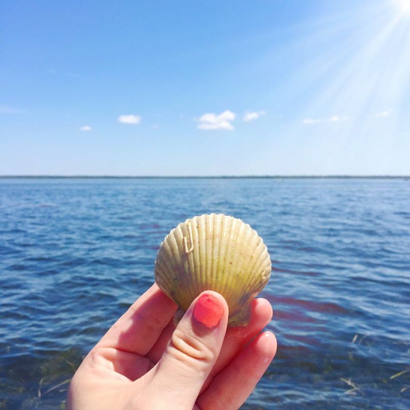 Steinhatchee: The Scallop Hunter's Secret