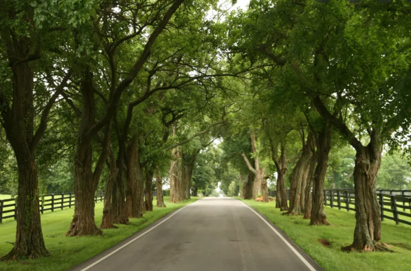 Delong Road and Rural Farmland Views