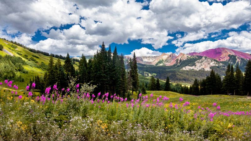 Crested Butte Wildflower Festival (Crested Butte)