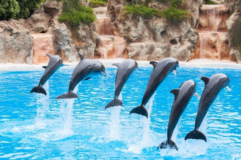 Miami Seaquarium – Miami