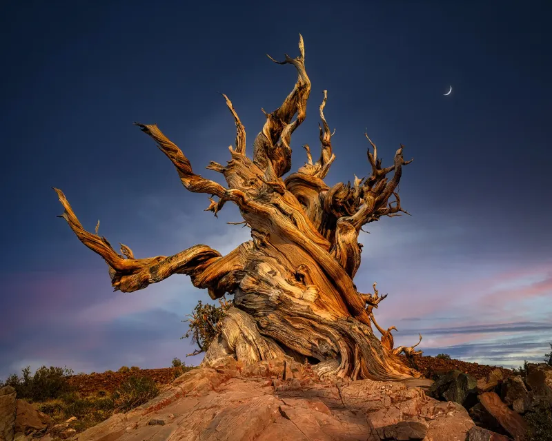 Ancient Bristlecone Pine Forest