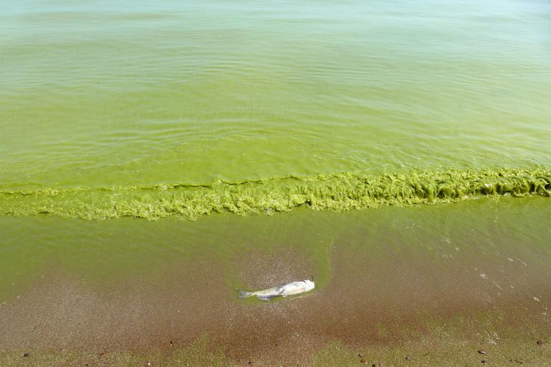 Saginaw Bay's Agricultural Runoff Beaches