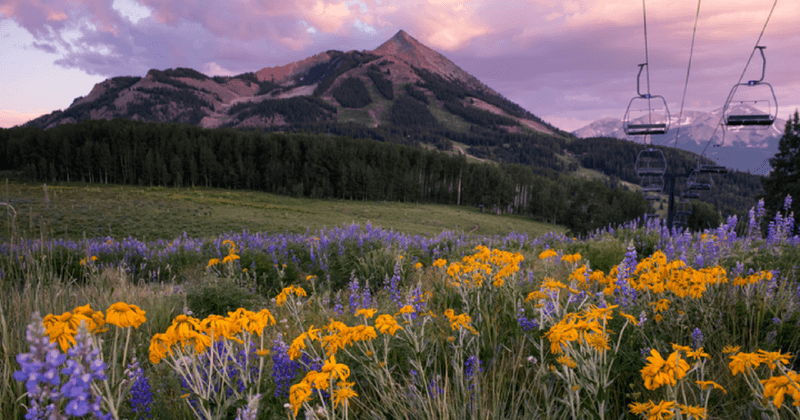 Crested Butte's Wildflower Paradise