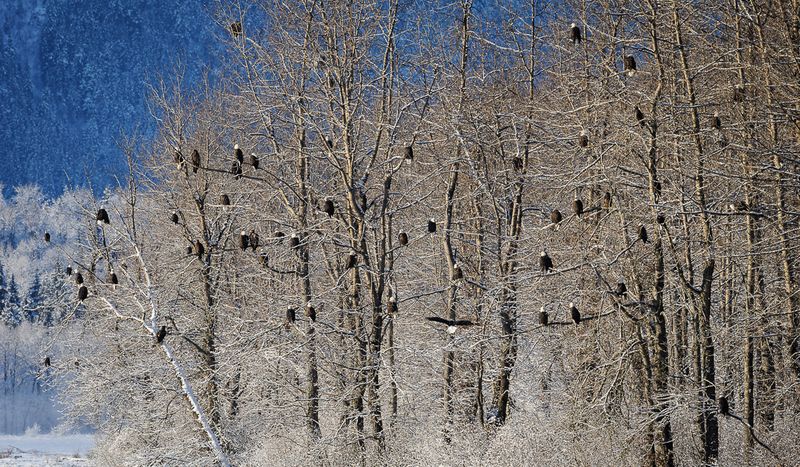 Chilkat Bald Eagle Preserve