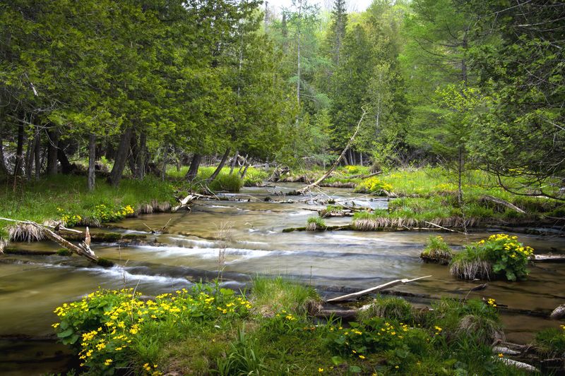 Jordan River Pathway in Northern Michigan