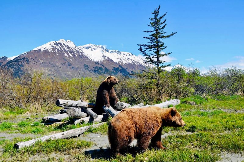 Alaska Wildlife Conservation Center