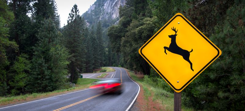 Deer Danger Zones