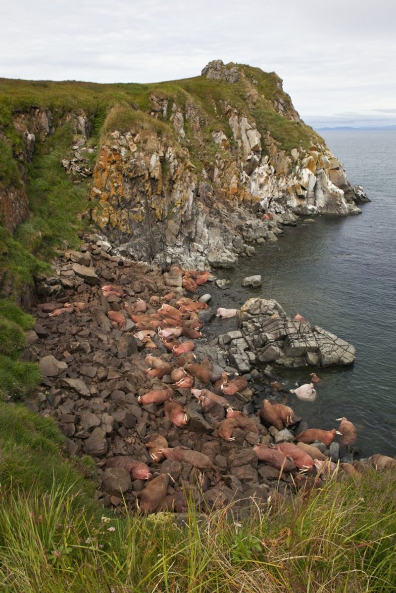 Round Island Walrus Sanctuary