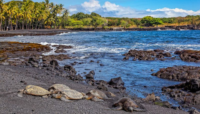 Punalu?u Black Sand Beach on Big Island With Sea Turtles