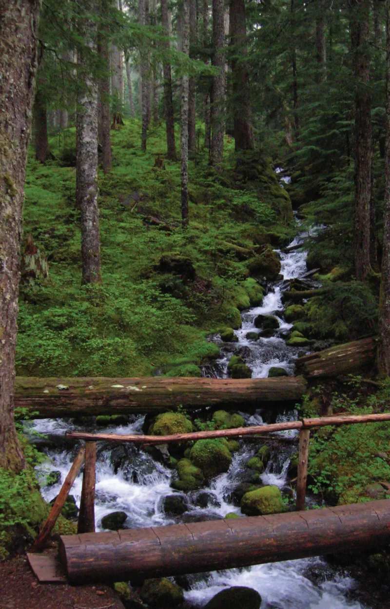 Tunnel Creek Trail: Time-Travel Through Old Growth