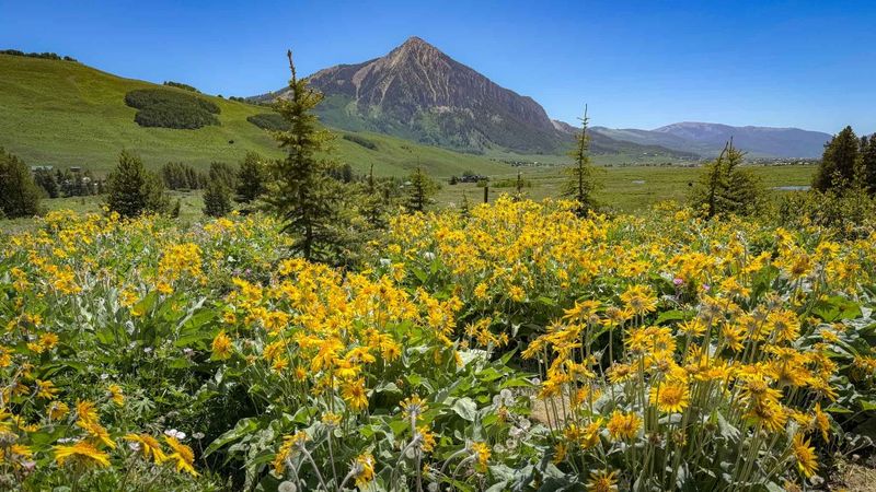 Oh-Be-Joyful Creek: The Wildflower Paradise
