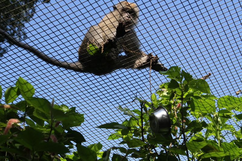 Monkey Jungle – Miami