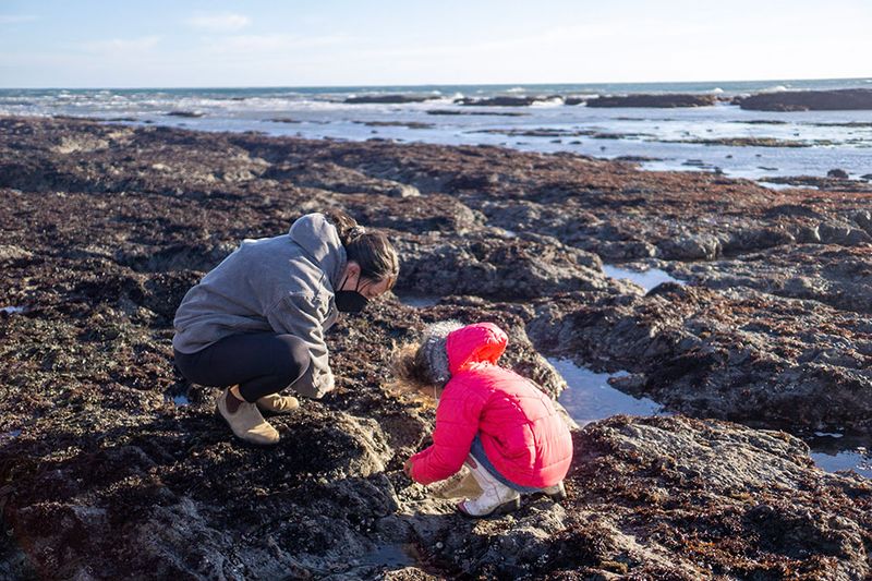 Abundant Tide Pools and Marine Life