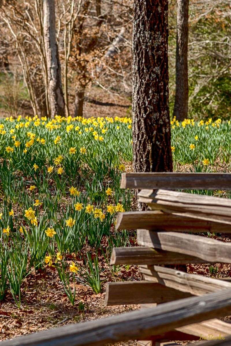 Helen Lee's Daffodil Garden: East Texas Gold Rush
