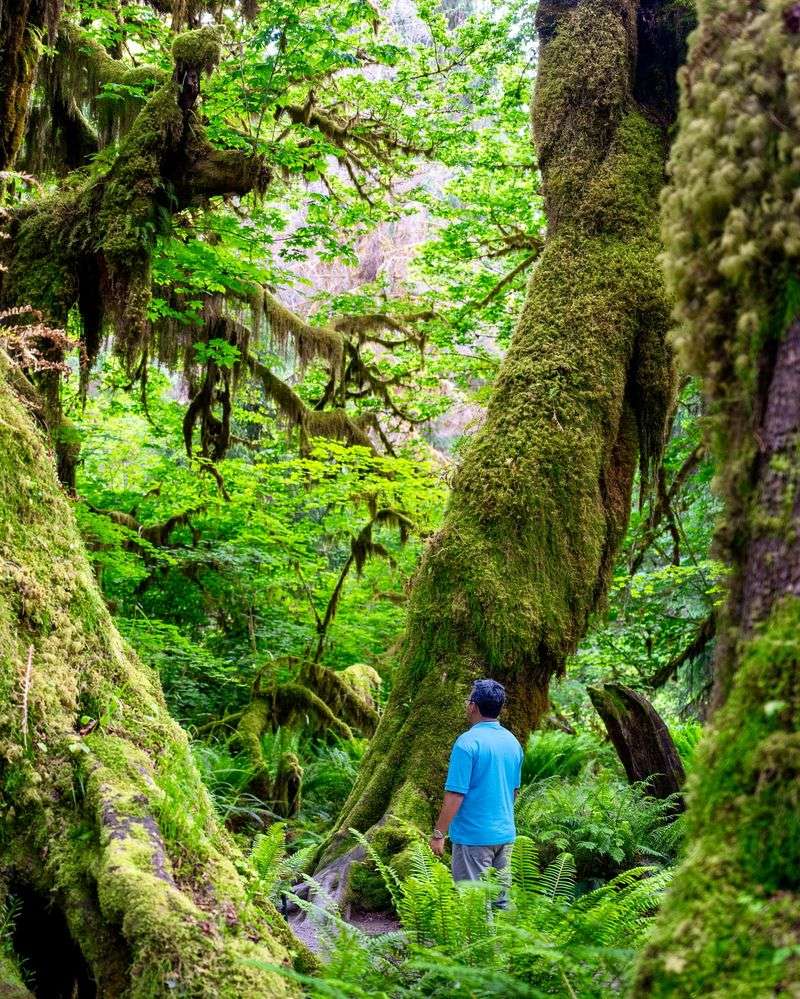 Olympic National Park's Rainforest Magic