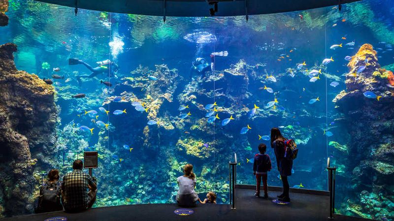 California Academy of Sciences Steinhart Aquarium