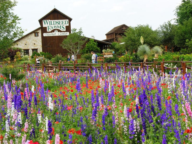 Wildseed Farms: Fields of Living Color