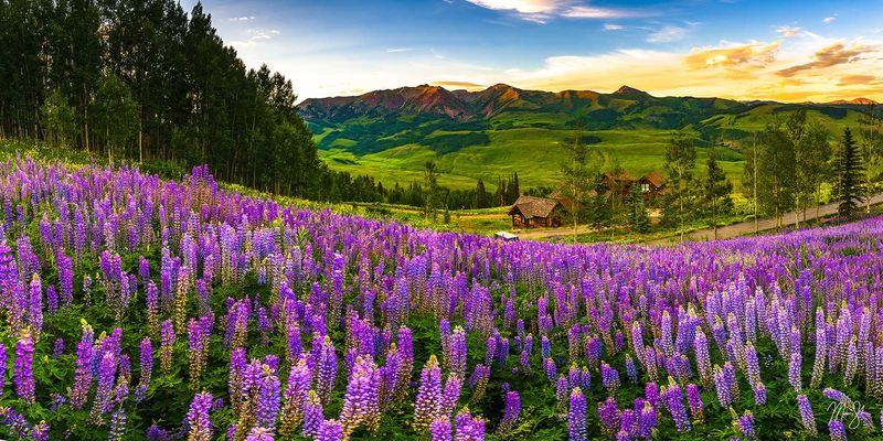 Crested Butte: Wildflower Capital of Colorado