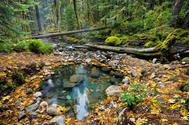 Wall Creek Warm Springs: The Forest's Best-Kept Secret