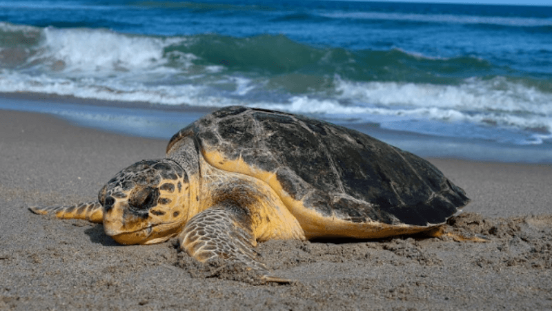 Juno Beach Known for Surfing and Sea Turtles