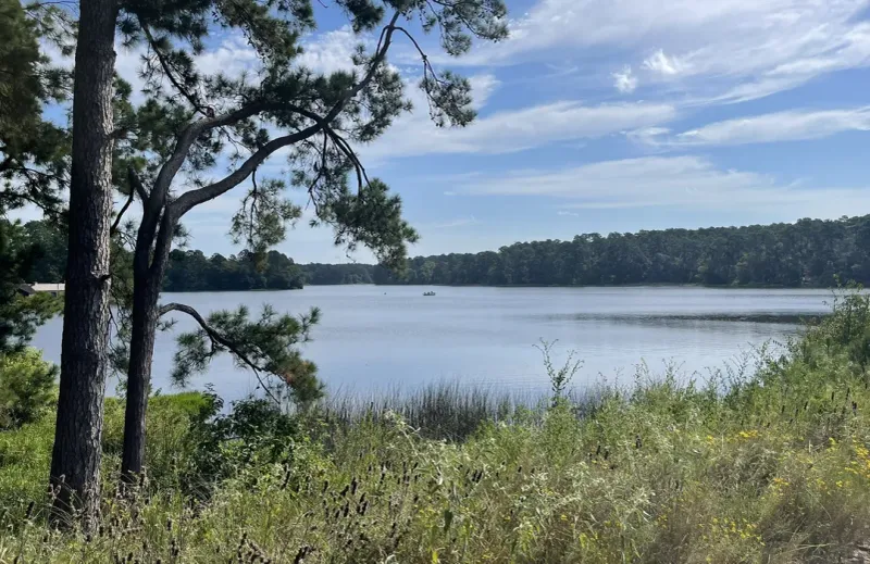 Chinquapin Trail in Sam Houston National Forest