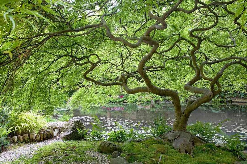 The John Fairey Garden: Collector's Paradise