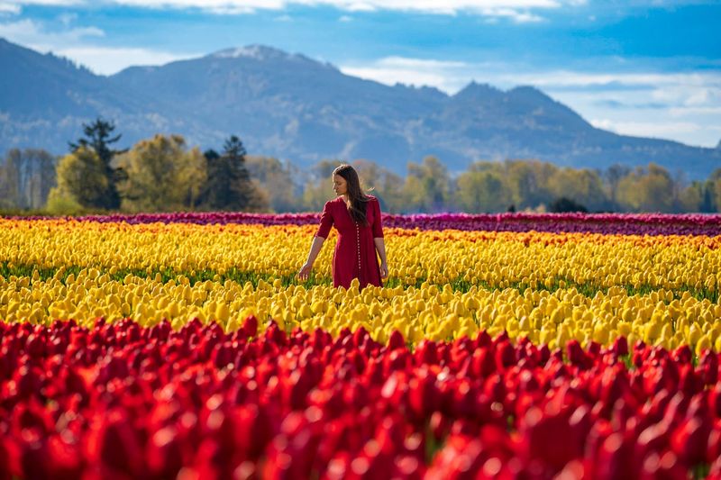 Skagit Valley in Washington During Tulip Season