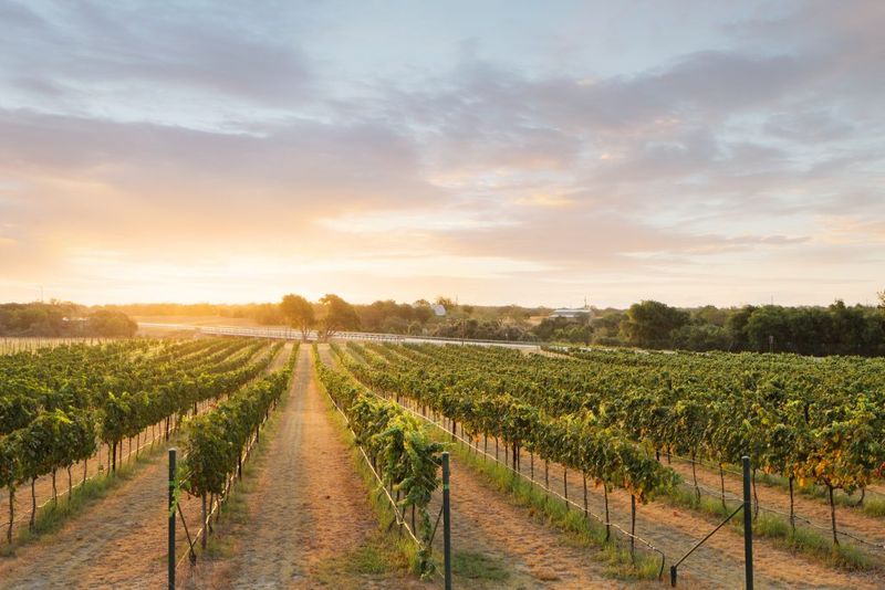 Texas Wine Road 290