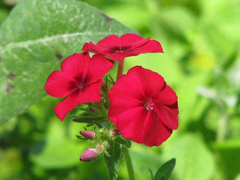 Drummond Phlox (Phlox drummondii)