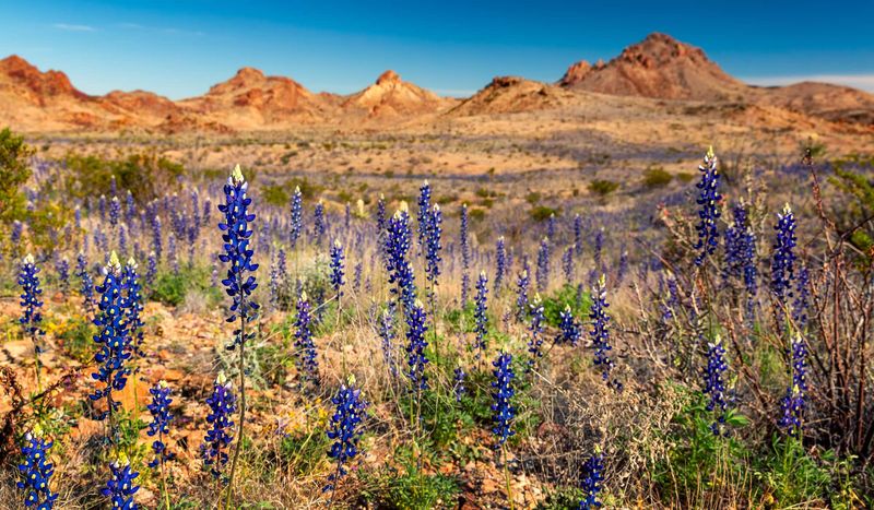 Big Bend Bluebonnet (Lupinus havardii)
