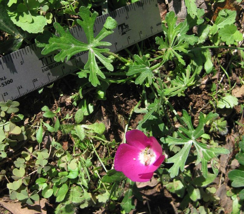 Winecup (Callirhoe involucrata)