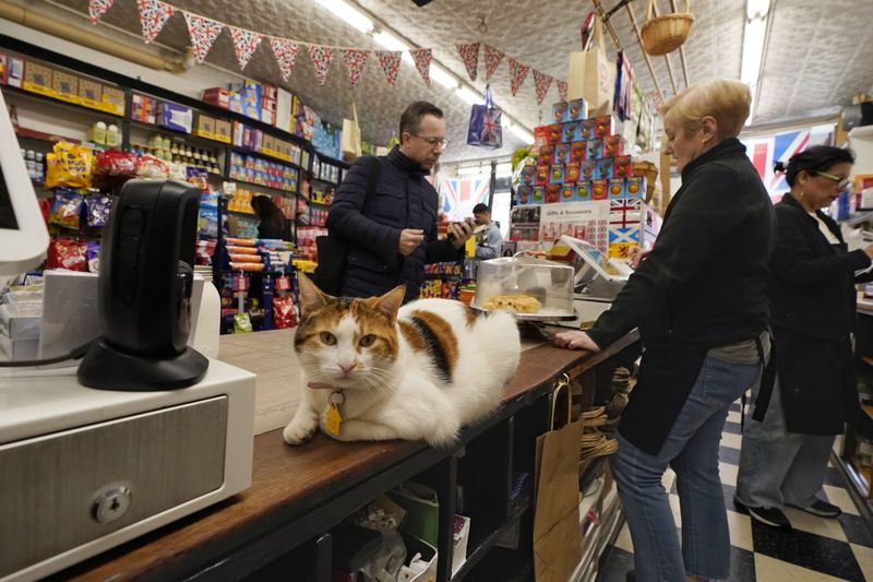 Bodega Cat Feeding Circuits