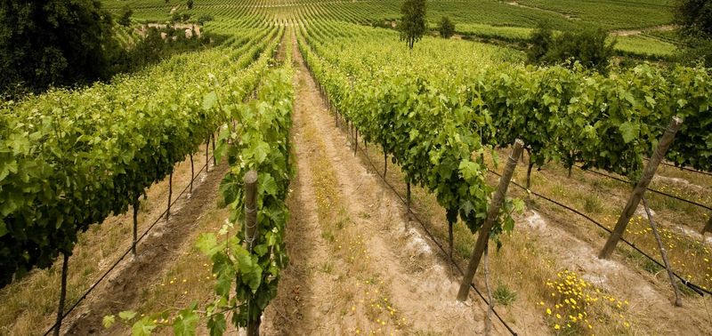 Cedarville Vineyard: Artisanal Wines in the Sierra Foothills