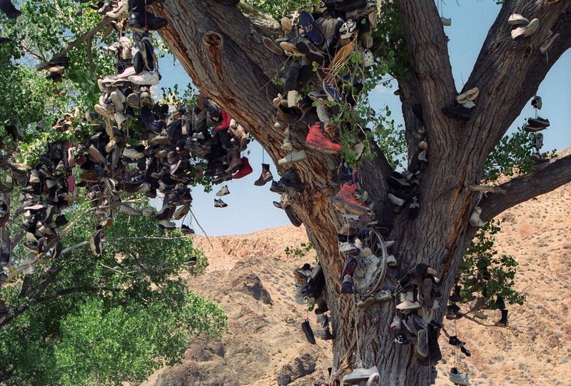 Shoe Tree Along Highway 50