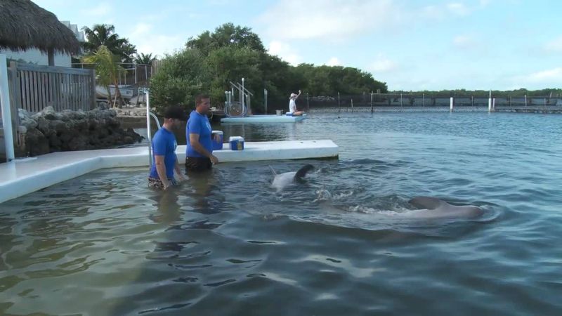 Dolphin Research Center in Marathon