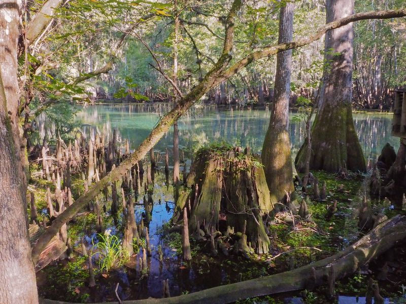 Manatee Springs: The Cypress Cathedral