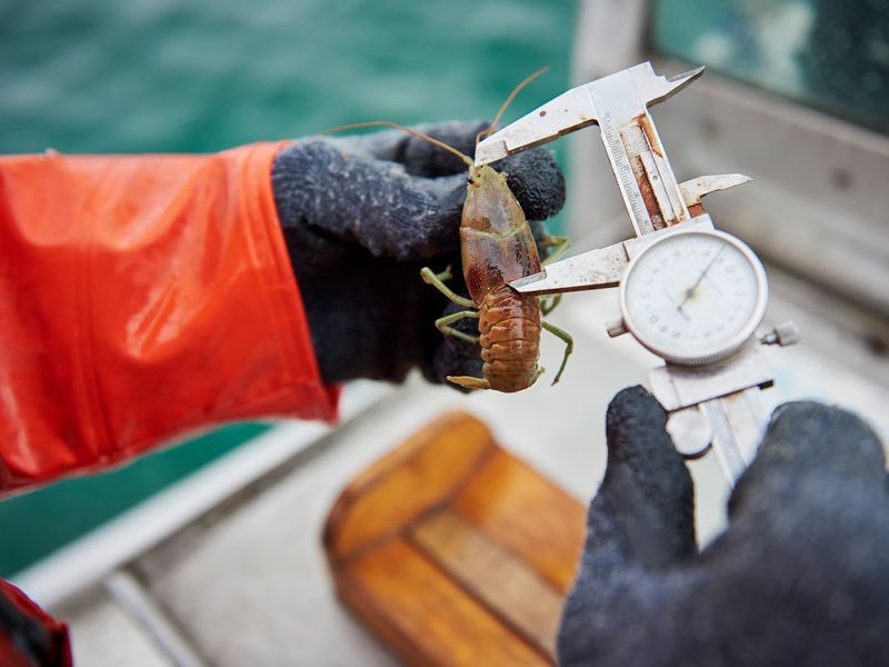 Invasive Species and Long Term Monitoring