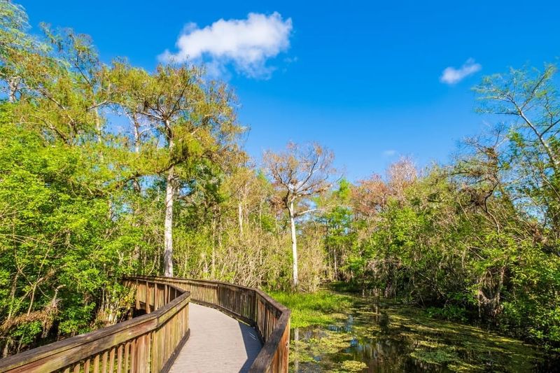 Big Cypress Boardwalk Escapade