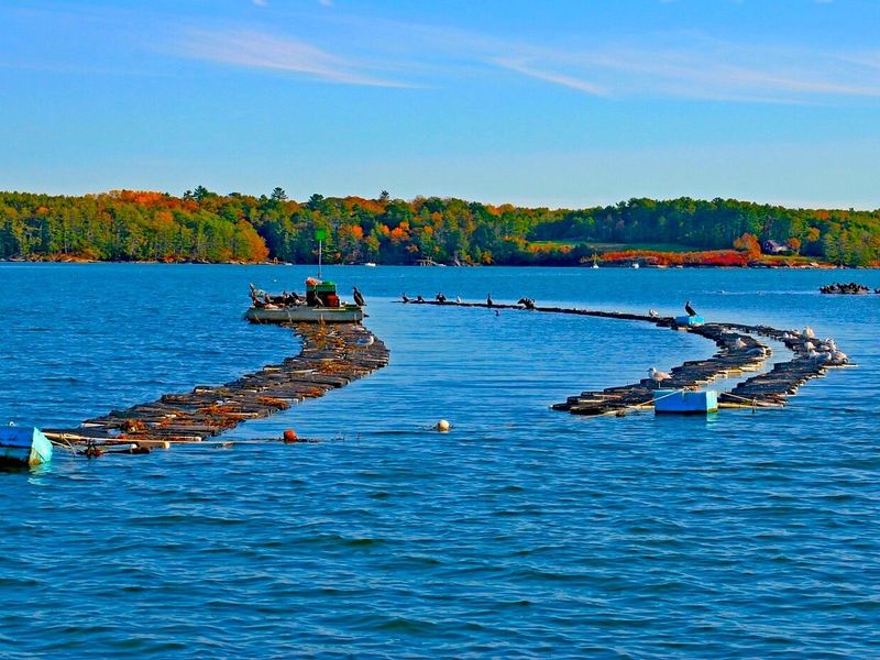 Damariscotta, Maine: Oyster Paradise with Small-Town Heart