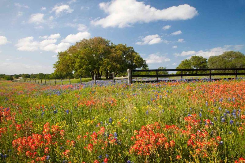 Texas Paintbrush (Castilleja indivisa)