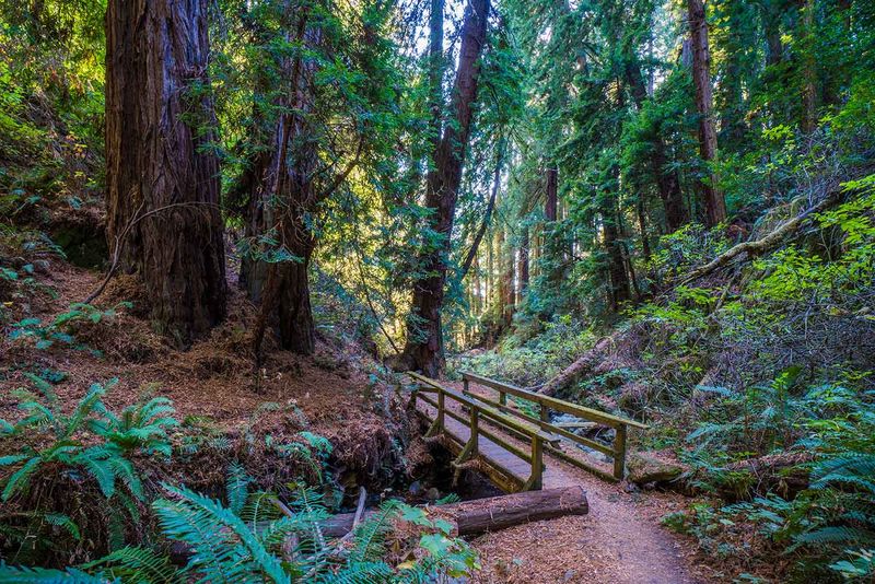 Dipsea Trail to Stinson Beach