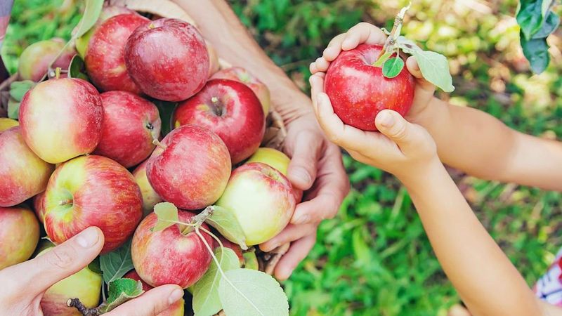 Solebury Orchards - New Hope