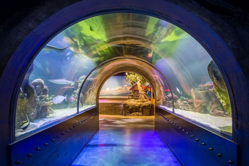 Marvel At Marine Life In Shreveport Aquarium