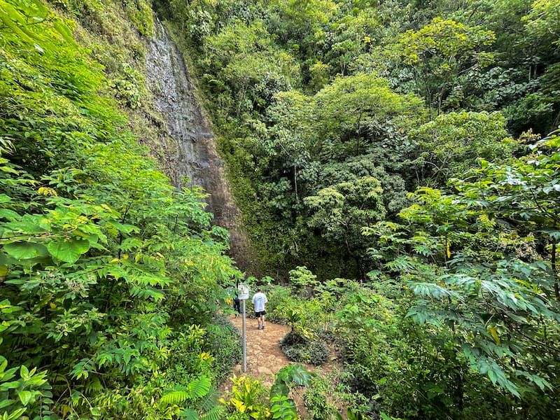 Manoa Falls (O?ahu)