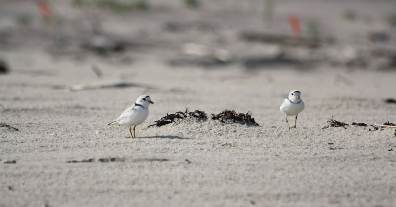 Amagansett National Wildlife Refuge