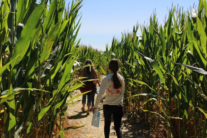 Tom's Maze