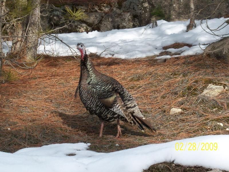 Little Pend Oreille: Northeastern Wilderness Escape