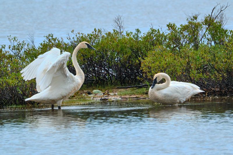 Seney National Wildlife Refuge: Birding Paradise in the Upper Peninsula